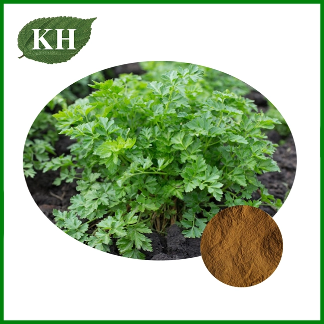 Parsley Extract Powder Parsley Extract Powder
